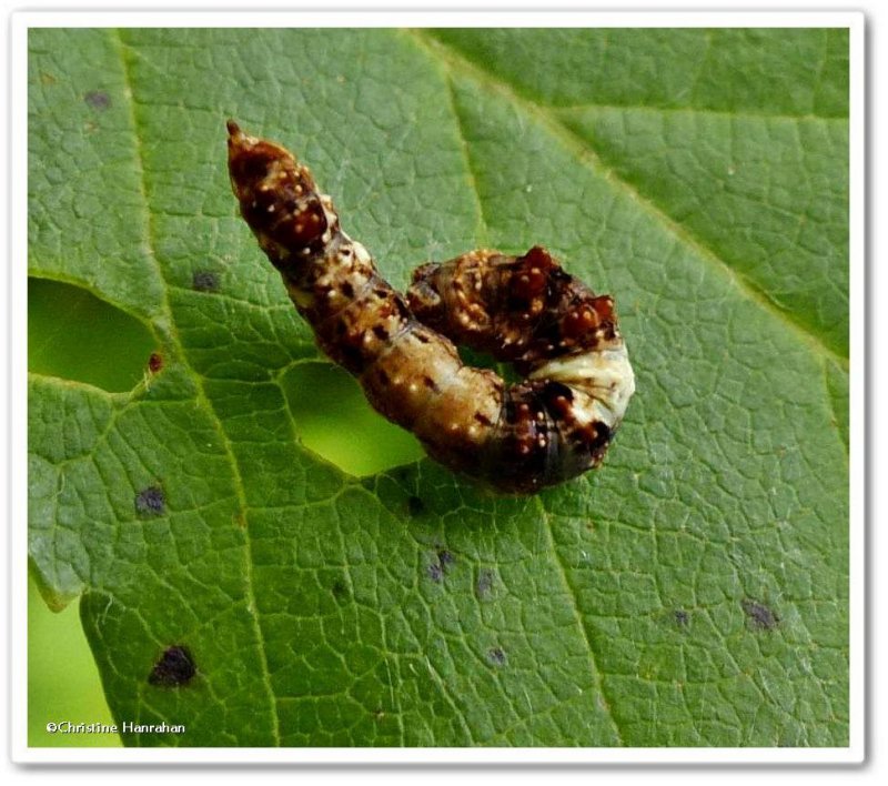 Moth caterpillar, possibly Drepana bilineata)