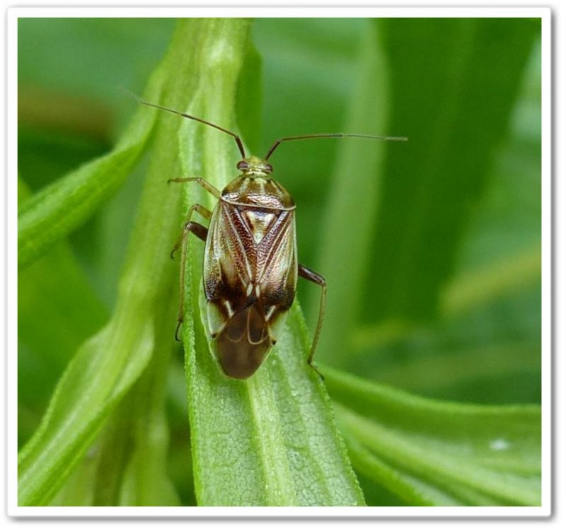 Plant bug (Lygus sp.) 
