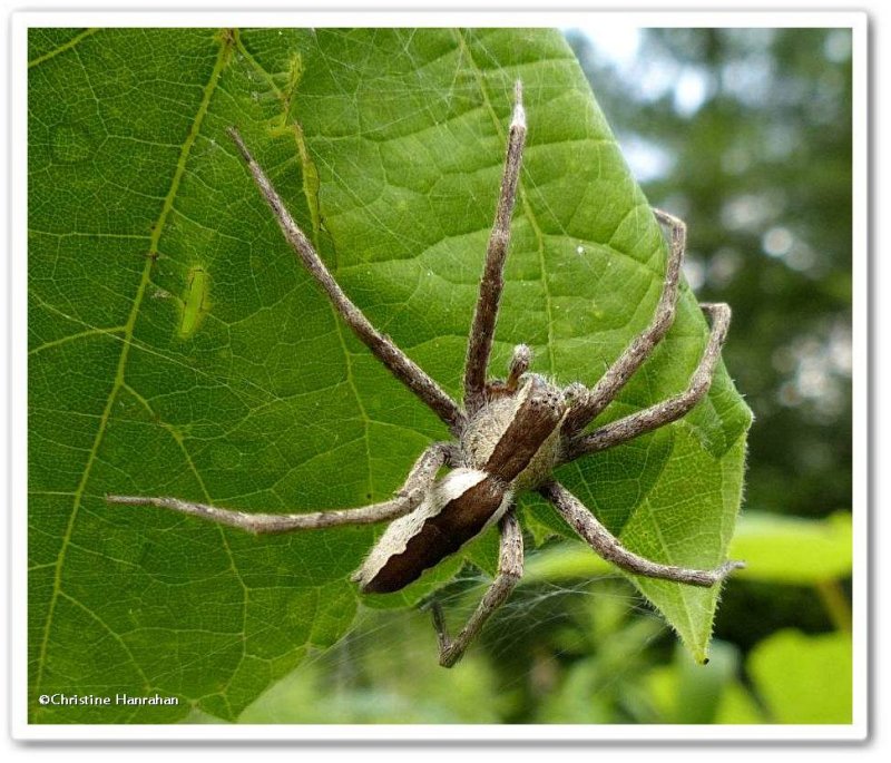Nursery web spider (Pisaurina mira)