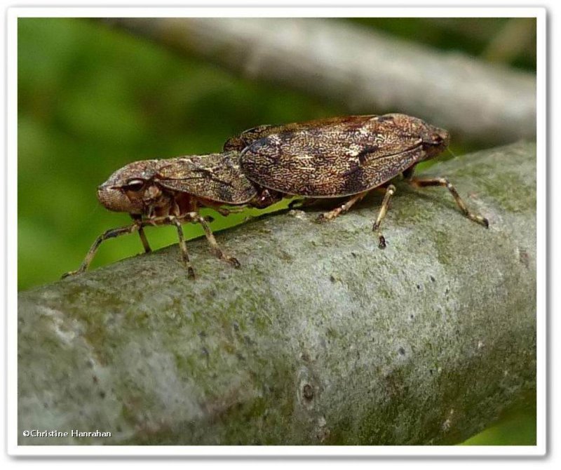 Pine spittlebugs (Aphrophora cribrata)