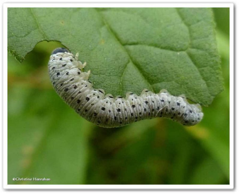 Sawfly larva (FamilyTenthredinidae)