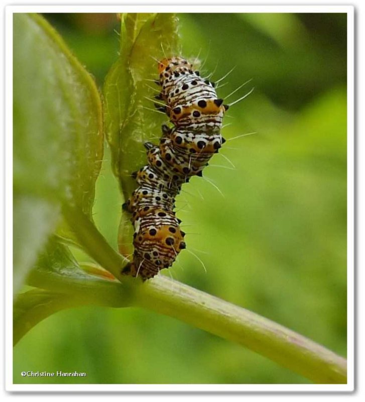 Eight spotted forester caterpillar  (Alypia octomaculata), #9314