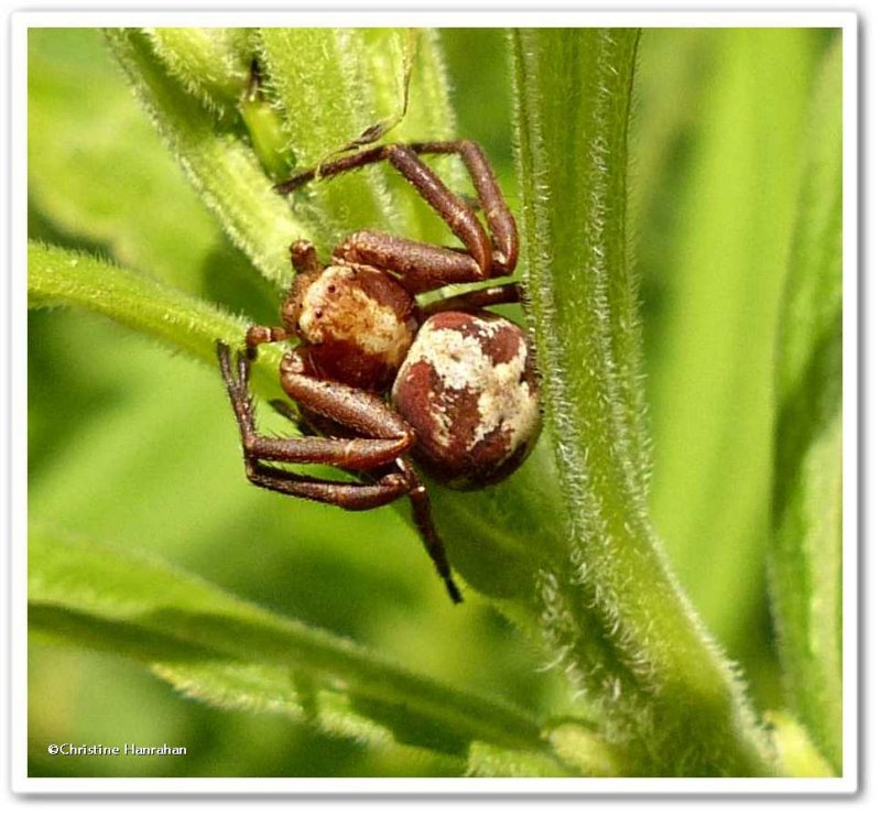 Ground crab spider (Xysticus punctatus)