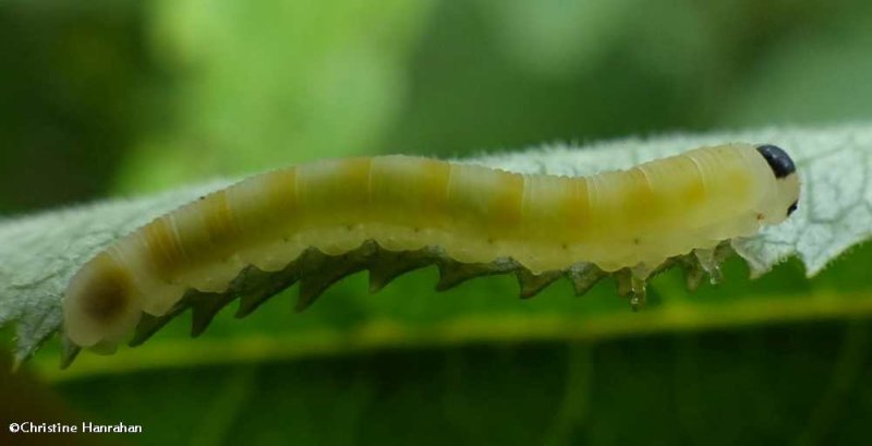 Sawfly larva (FamilyTenthredinidae)