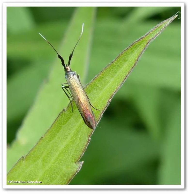Metallic casebearer moth (Coleophora mayrella), #1387