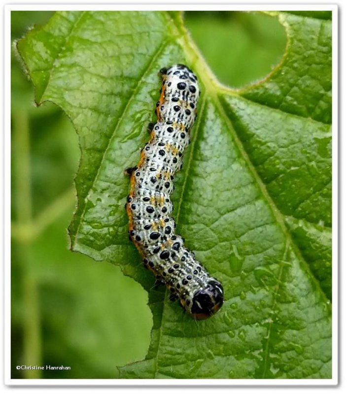 Purple-lined sallow moth caterpillar (Pyrrhia exprimens), #11064