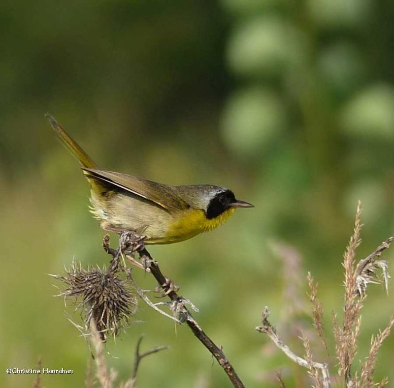 Common Yellowthroat, male