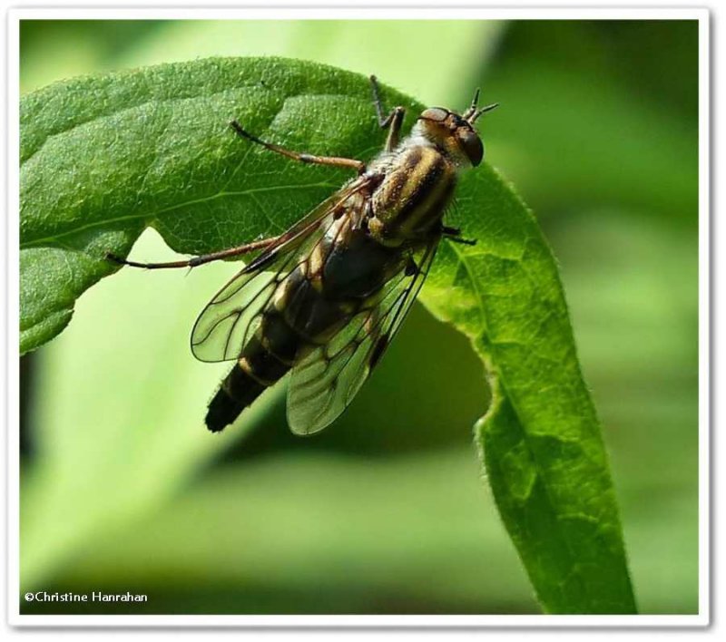 Stiletto fly (Thereva sp.)