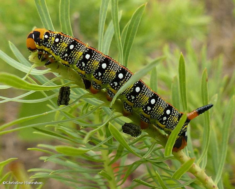 Spurge hawkmoth caterpillar (Hyles euphorbiae), #7892