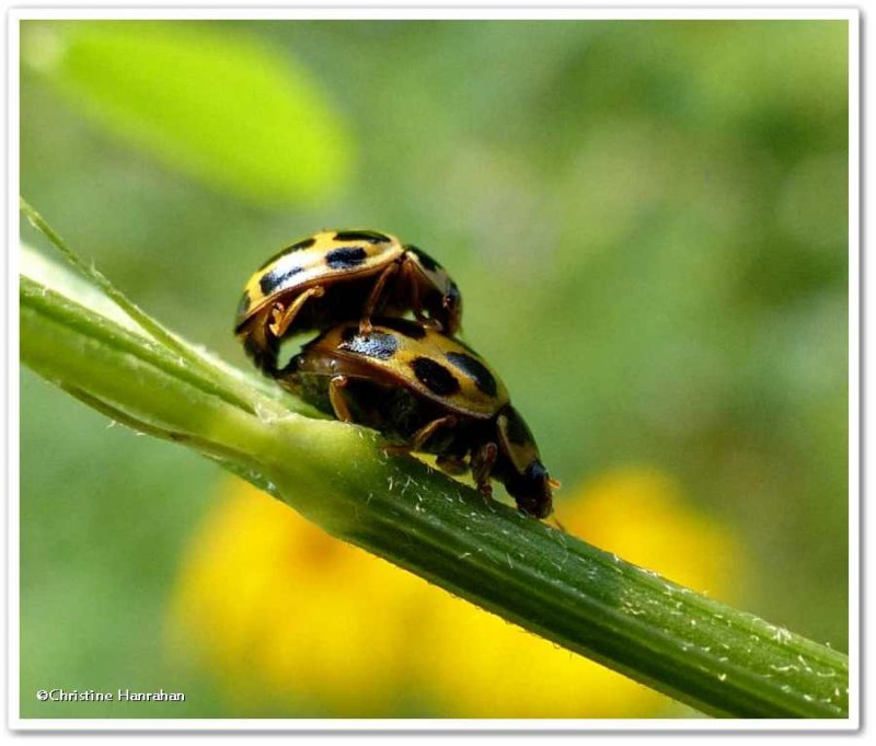 Fourteen-spotted ladybeetles (Propylea quatuordecimpunctata)