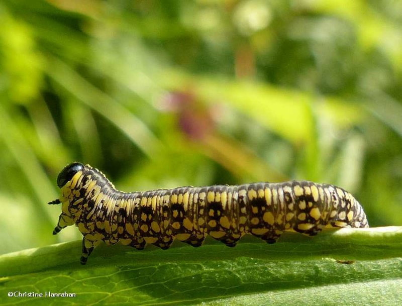 Introduced Pine sawfly (Diprion similis)