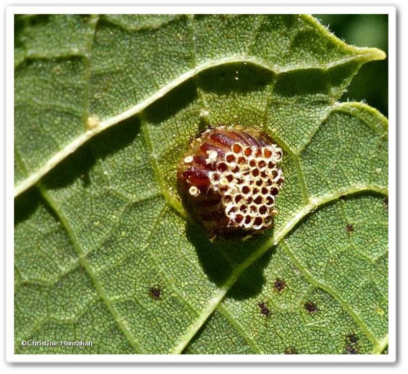 Assassin bug eggs (Zelus)