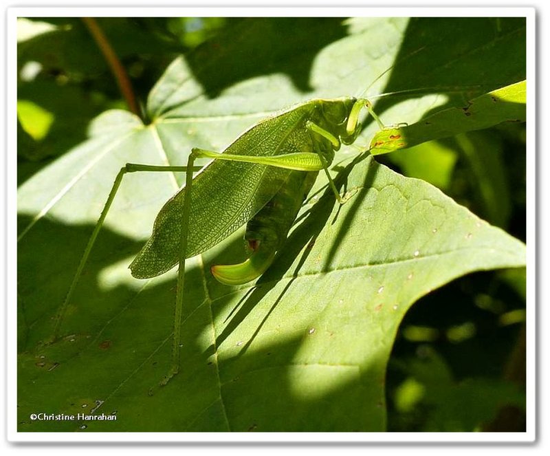 Katydid, female