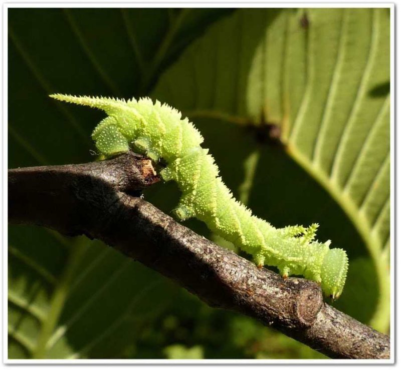 Elm sphinx caterpillar  (<em>Ceratomia amyntor</em>), #7786