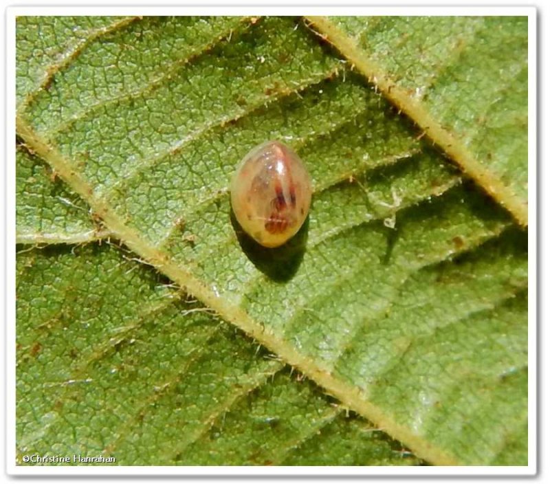 Possibly a leaf-footed bug egg