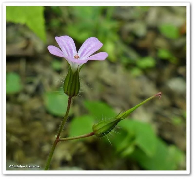 Herb robert (Geranium robertianum)