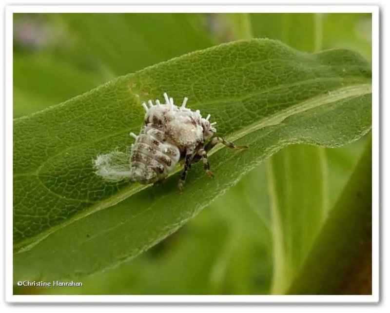 Planthopper nymph (Acanalonia)