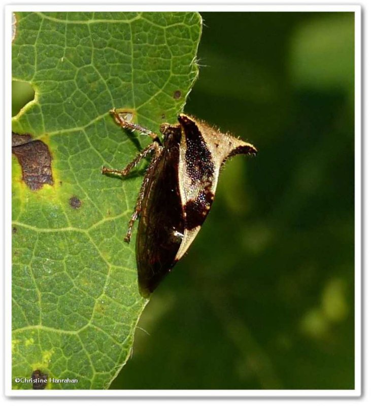 Two-horned treehhopper (Ceresa diceros)