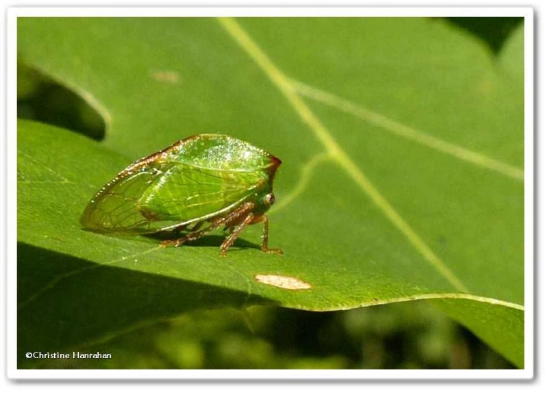 Buffalo treehopper (stictocephala sp.)