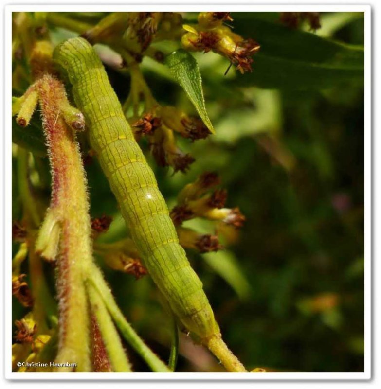 Moth caterpillar (Cucullia asteroides), #10200