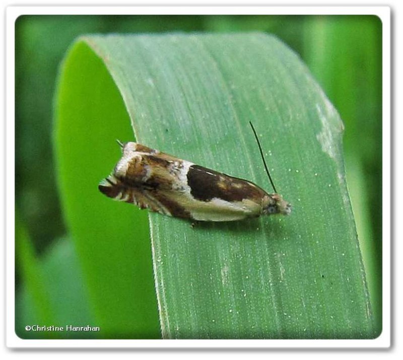 Black-marked ancylis moth  (Ancylis metamelana)  #3359
