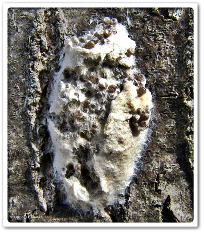 Gypsy moth eggs (Lymantria dispar), #8318