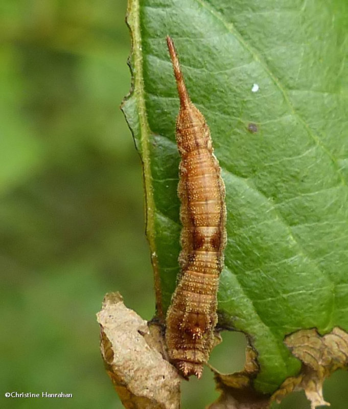 Rose hooktip caterpillar (Oreta rosea), #6255