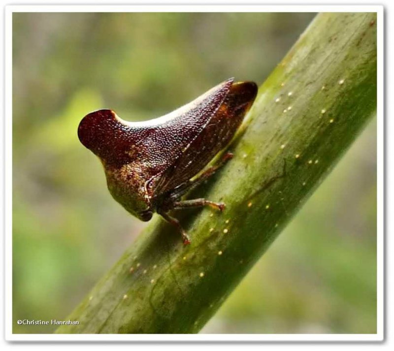 Treehoppers (Genus: Glossonatus)