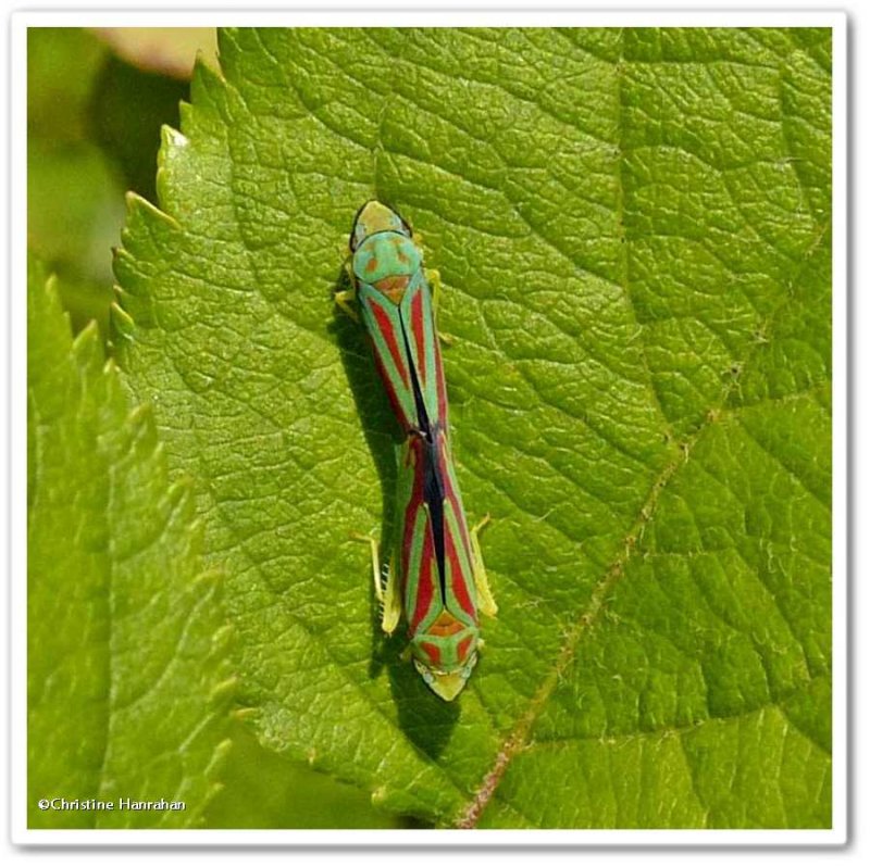 Leafhoppers, mating pair (Graphocephala coccinea)