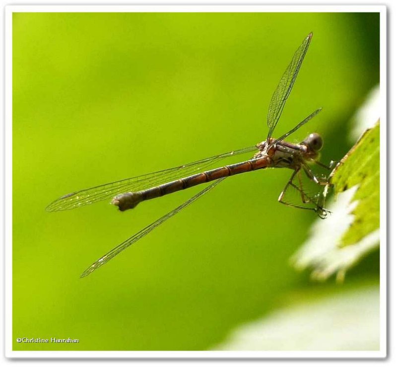 Spotted spreadwing, female  (Lestes congener)