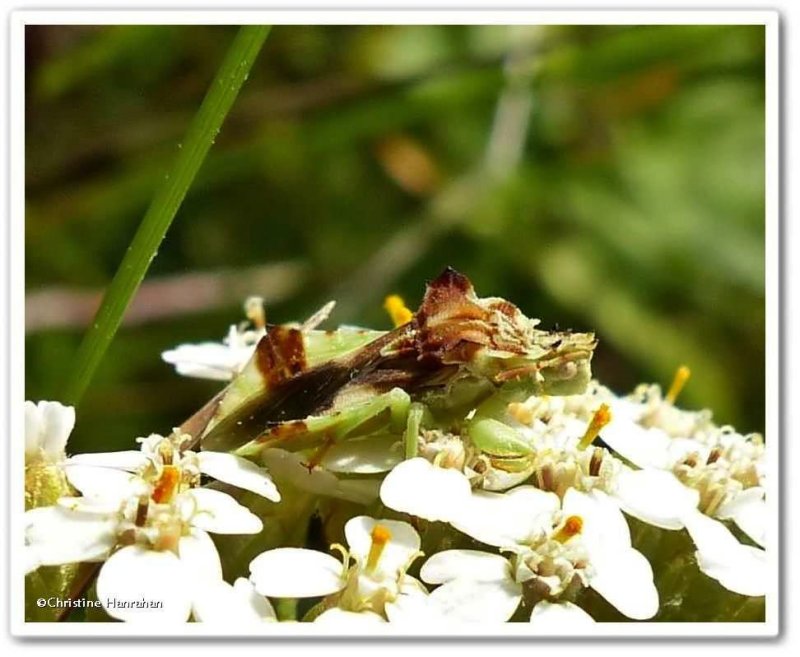 Ambush bug (Phymata)