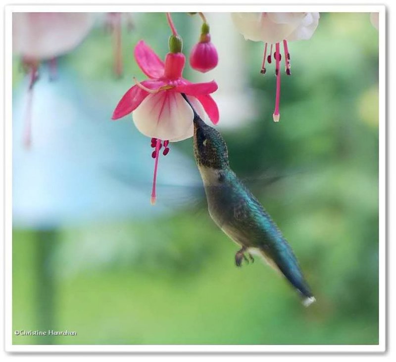 Ruby-throated hummingbird at fuschias