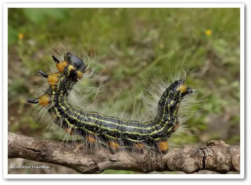 Yellow-necked caterpillar (Datana ministra), #7902 