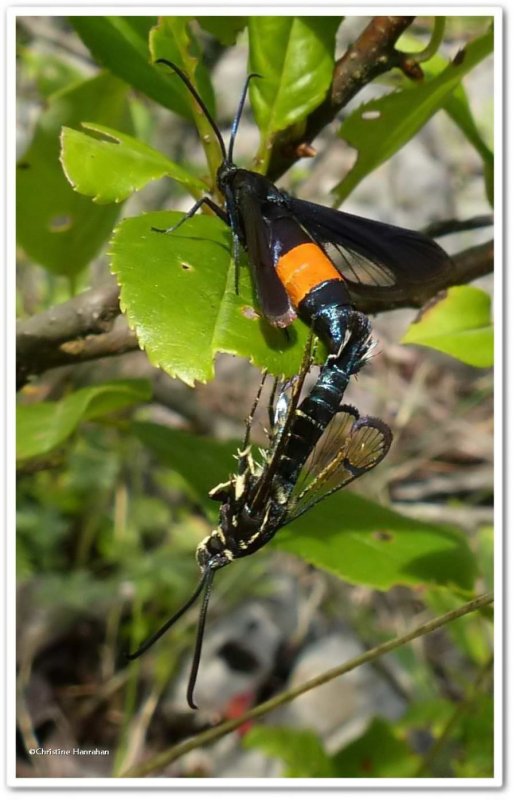 Peachtree borer moths (Synanthedon exitiosa), #2583