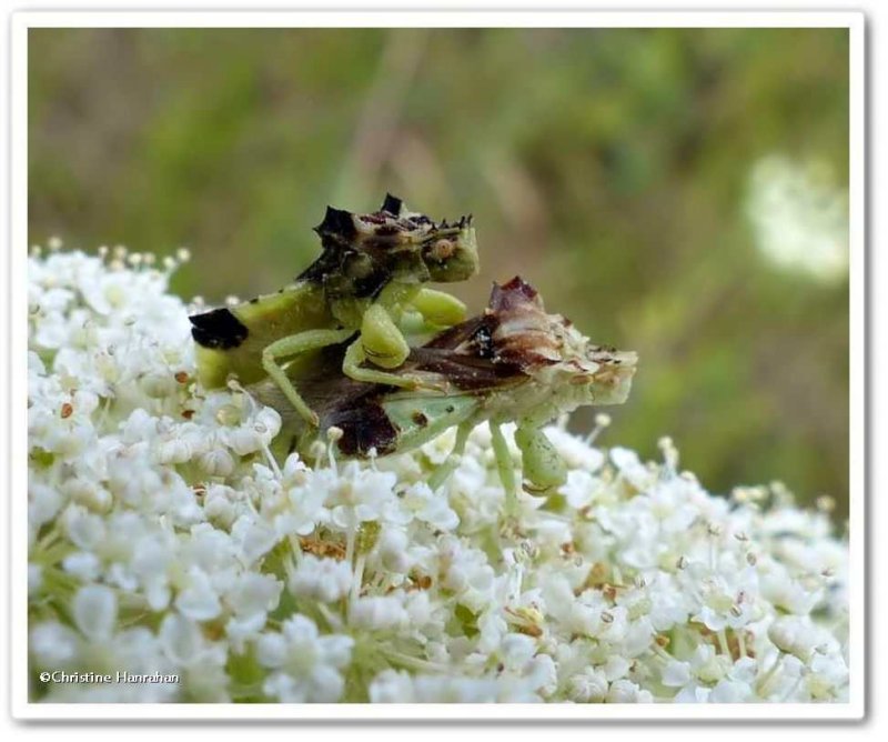 Ambush bugs (Phymata)