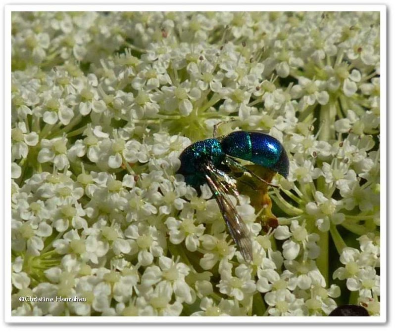 Cuckoo wasp (Chrysis)