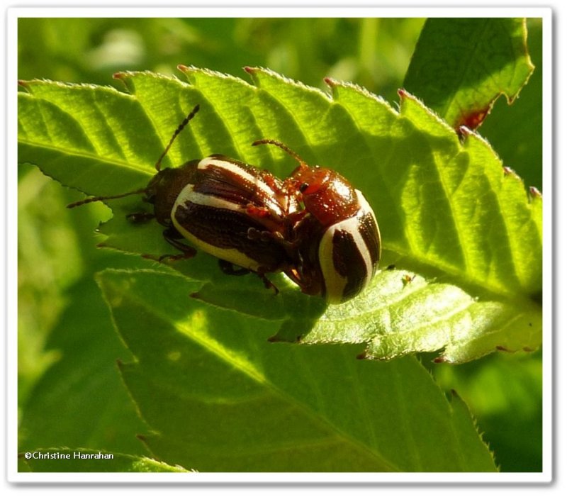 Calligrapha beetle (Calligrapha bidenticola)?