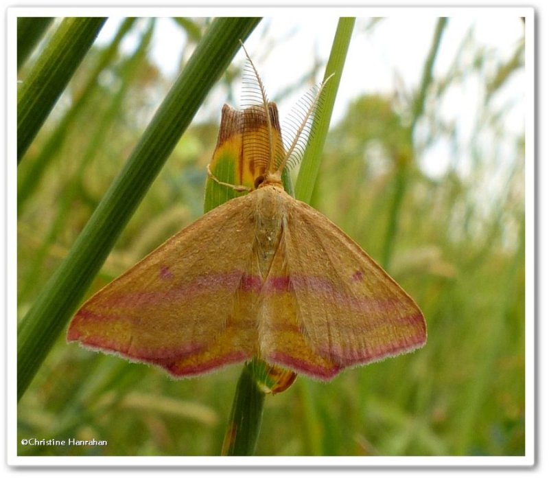 Chickweed geometer moth  (Haematopis grataria), #7146