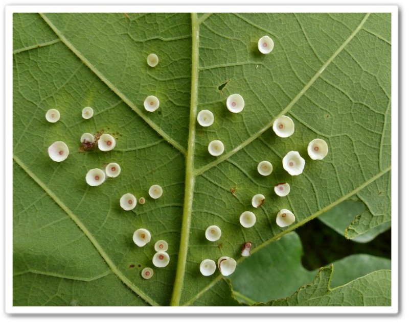 Cynipid wasp galls (Phylloteras poculum) on bur oak