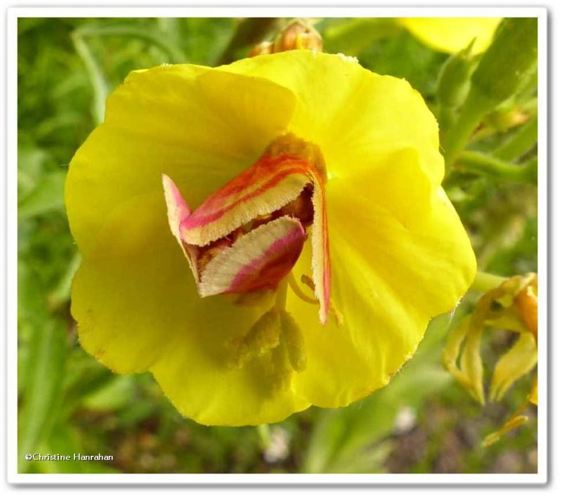Primrose moths (Schinia florida), #11164