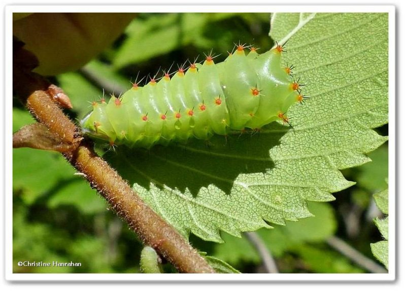 Polyphemus moth Caterpillar  (Antheraea polyphemus), #7757