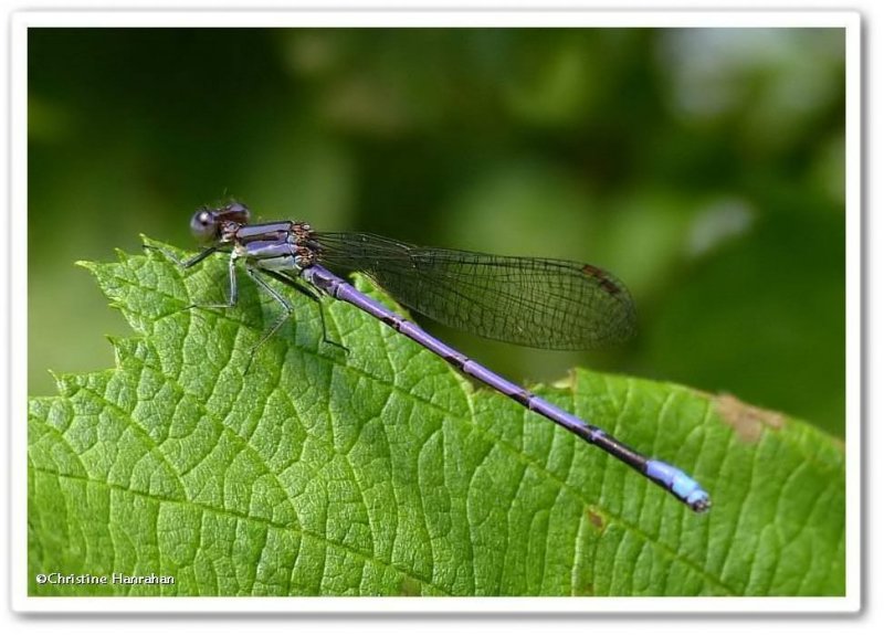 Variable (Violet) dancer (Argia fumipennis violacea)