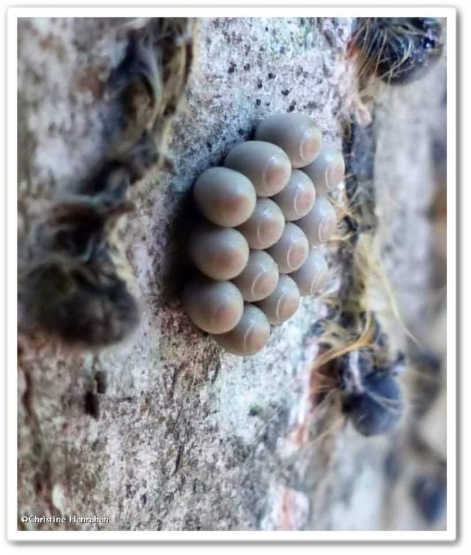 Stinkbug eggs (Pentatomidae)