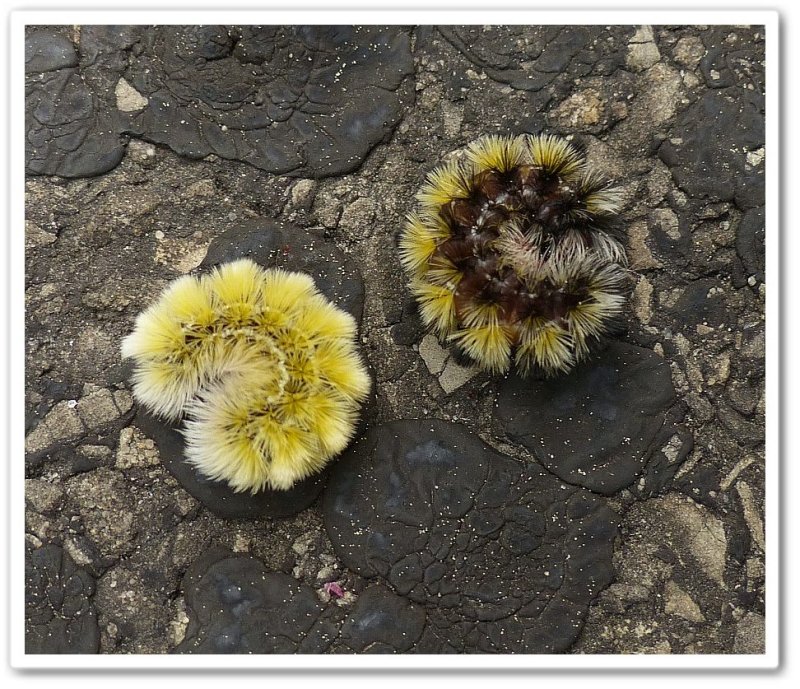 Virginia ctenucha moth caterpillars (Ctenucha virginica), #8262