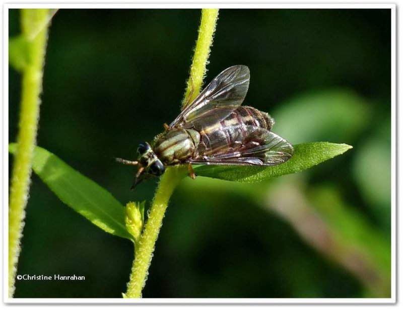 Deer fly (Chrysops)