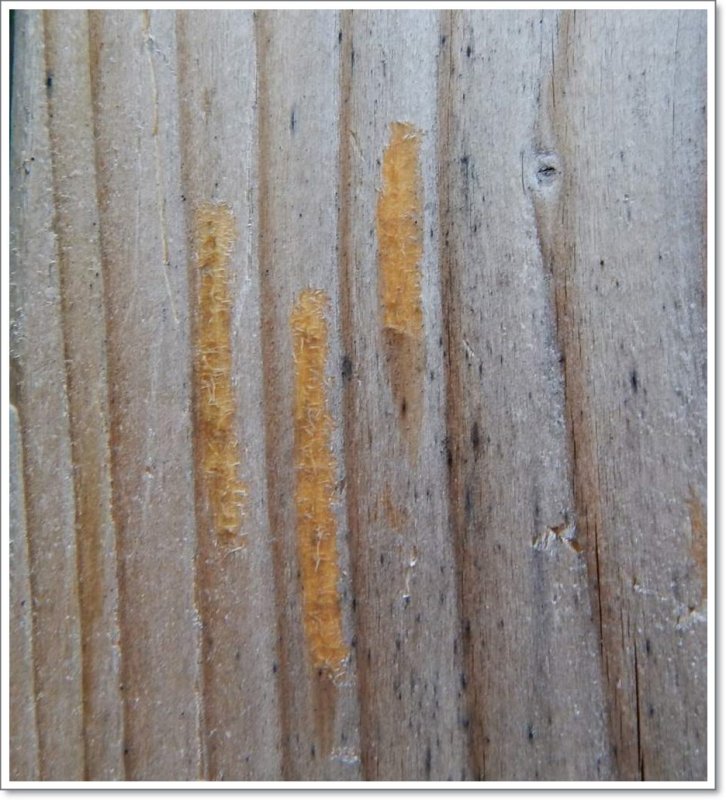 Bald-faced hornet (<em>Dolichovespula maculata</em>) scrapings on wooden fence