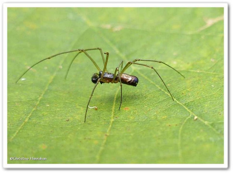 Sheetweb spider (Nerienesp.), male