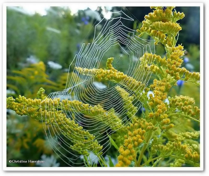 Orb weaver spider web on goldenrod