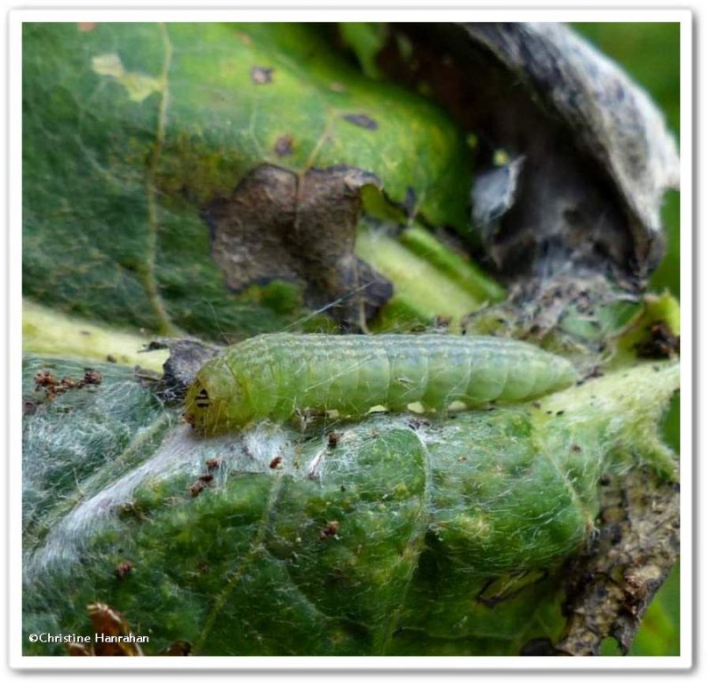 Pyralid moth caterpillar