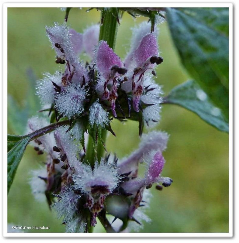Motherwort flowers (<em>Leonurus cardiaca</em>)